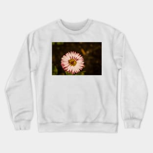 111516 Purple Aster Crewneck Sweatshirt